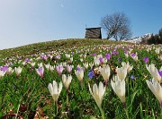 51 Alla bella stilizzata cappella Annovazzi della Pigolotta...tanti fiori 
